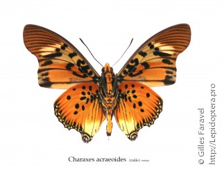 Charaxes acraeoides