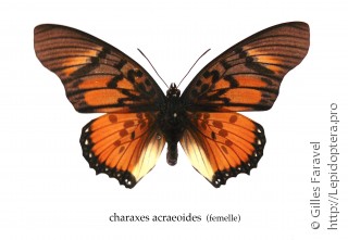 Имаго  Charaxes acraeoides