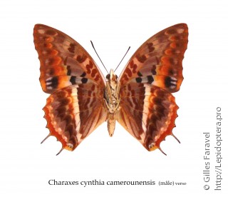 Charaxes cynthia