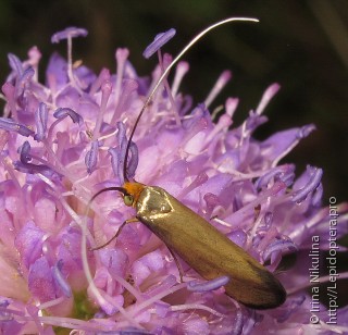 Самка  (Nemophora metallica)
