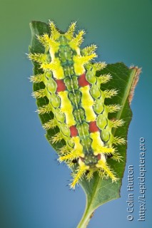 Личинка  Euclea delphinii