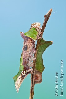 Личинка  Oligocentria lignicolor