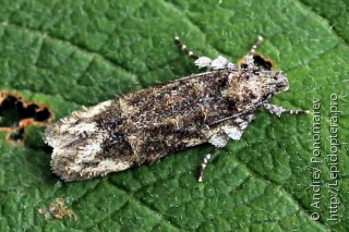 Psoricoptera speciosella