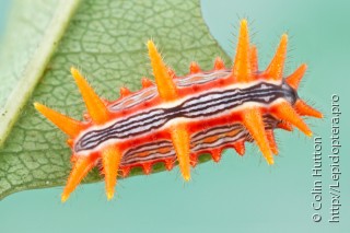 Личинка  Latoia indetermina