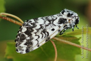 Самка  (Panthea coenobita)