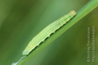 Thymelicus lineola