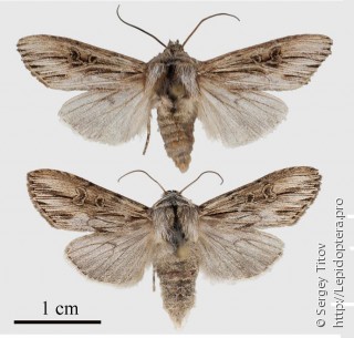 Самец и самка  Cucullia tiefi