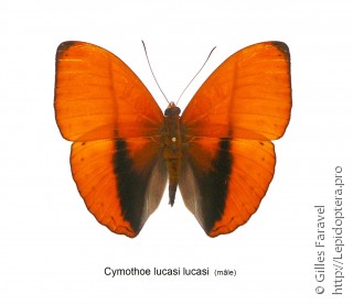 Самец  Cymothoe lucasii