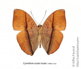 Cymothoe lucasii