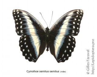 Самец  Cymothoe oemilius