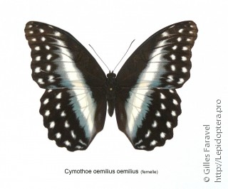 Самка  Cymothoe oemilius