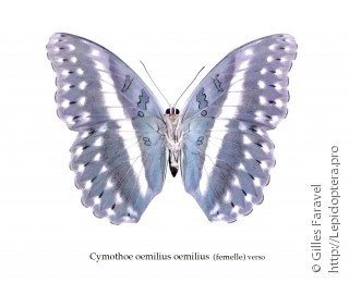Cymothoe oemilius
