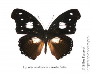 Hypolimnas dinarcha