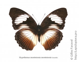 Самка  Hypolimnas monteironis