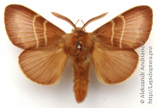 Macrothylacia rubi
