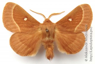 Самец  (Lasiocampa trifolii)