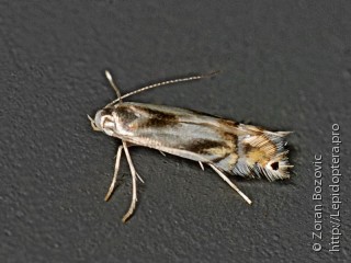 Имаго  Phyllocnistis unipunctella