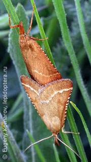 Самец и самка  (Synaphe antennalis)