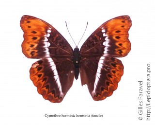 Самка  Cymothoe herminia