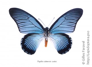 Papilio zalmoxis