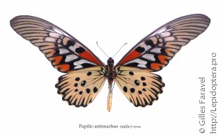 Самец  Papilio antimachus
