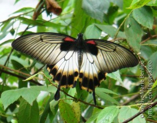 Самка  Papilio memnon