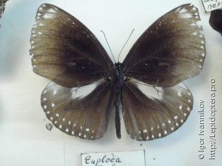 Euploea klugii