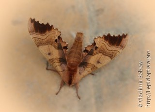 Marumba gaschkewitschii