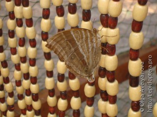 Amathusia phidippus