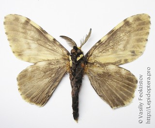 Самец  Lymantria narindra