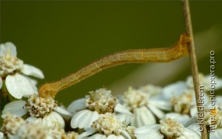 Личинка  Eupithecia subumbrata