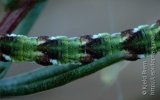 Eupithecia innotata