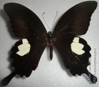 Самец  Papilio iswaroides