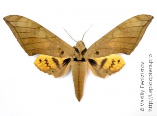 Самец  Ambulyx pryeri