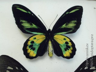 Ornithoptera rothschildi