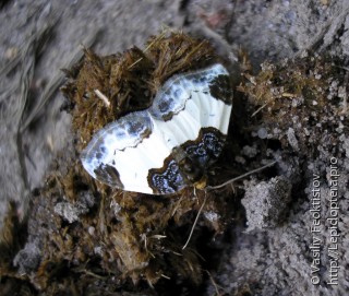 Mesoleuca albicillata