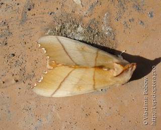Euhampsonia cristata