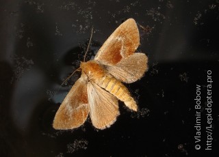 Имаго  (Phrixolepia sericea)