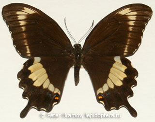 Имаго  Papilio fuscus