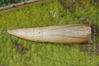 Cyclophora pendularia