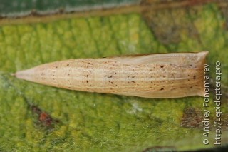 Cyclophora pendularia