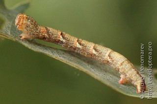 Cyclophora punctaria