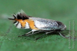 Имаго  Leucoptera malifoliella