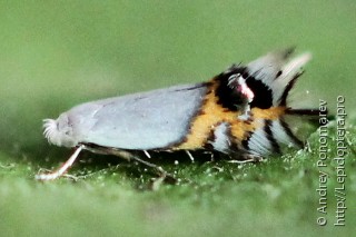 Leucoptera malifoliella