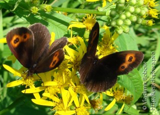 Имаго  (Erebia niphonica)