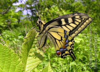 Имаго  (Papilio machaon)