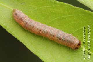 Личинка  (Lacanobia aliena)