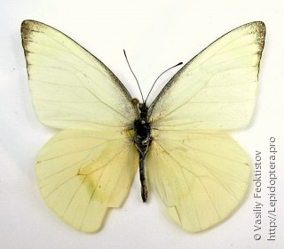 Самец  Appias albina