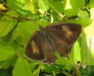 Favonius orientalis
