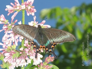 Самка  (Papilio maackii)